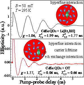 空穴俘获剂调控的CdSe胶体量子点 电子自旋动力学